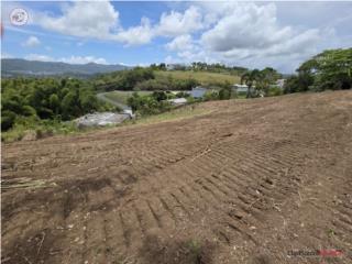 HERMOSO TERRENO EN CIDRA