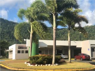 Galeria