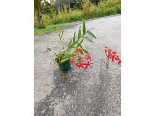 Vendo orquídea epidendrum rojo 