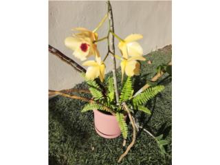 Orquidea Dendrobium $ 7 pesitos