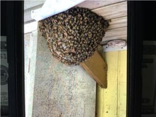 Se remueven abejas, Puerto Rico