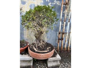 Bonsai
