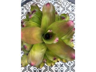 Mini Bromelias