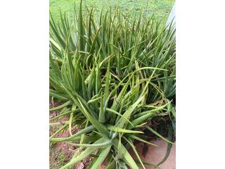 Hogar y jardin