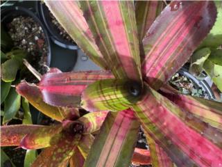Mini Bromelias