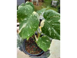 Monstera Constelletion, Puerto Rico