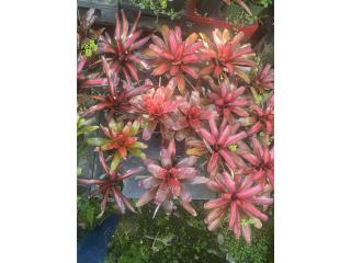 Bromeliads 