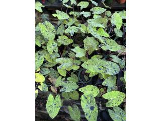 Plantas ornamentales 
