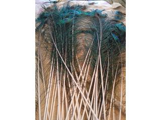 Plumas de pavos reales