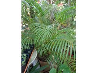 Venta de plantas, Puerto Rico