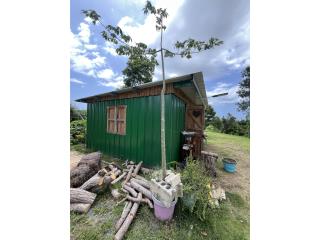 Arbol de Ceiba de 12 pies