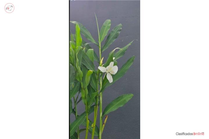 Planta real GINGER butterfly , Puerto Rico