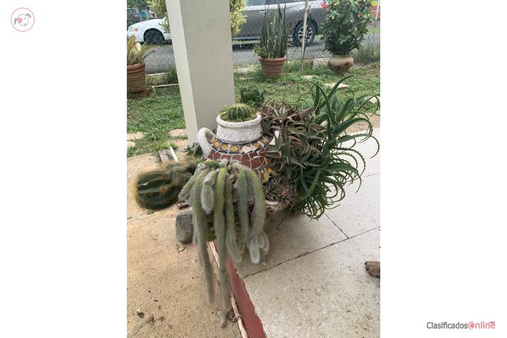 VARIOS CACTUS EXÓTICOS , Puerto Rico