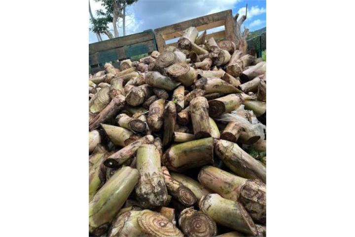 Semilla de platano DR, Puerto Rico