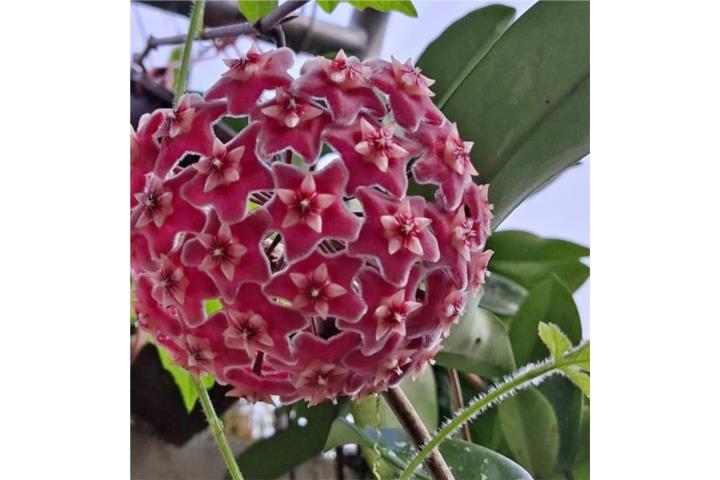Miosotis planta real para el hogar, Puerto Rico
