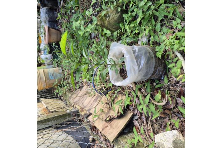 Arboles de chironja, Puerto Rico