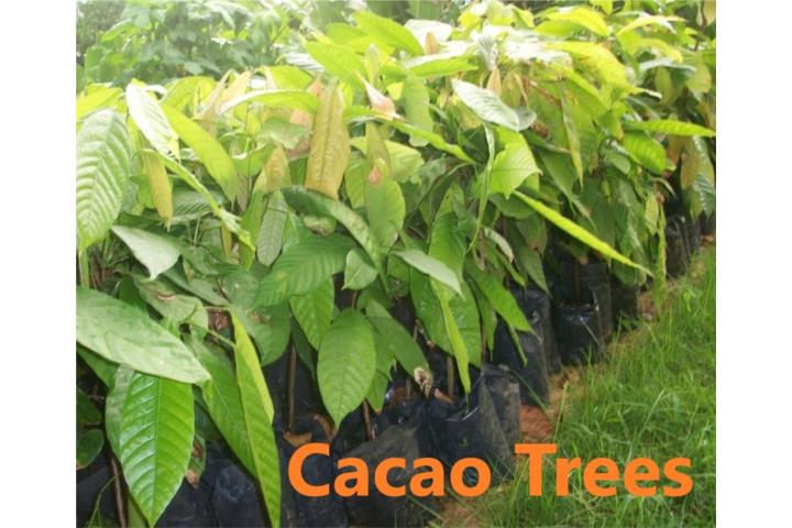 CACAO, ARBOLES y Otro Frutas, Puerto Rico
