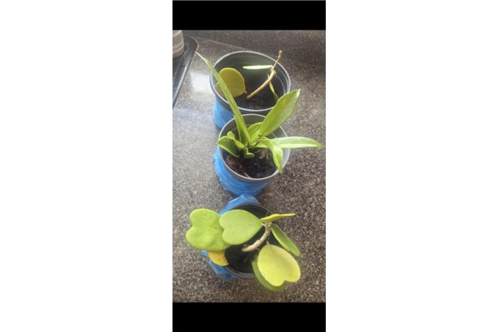 Venta miosotis para embellecer el hogar, Puerto Rico