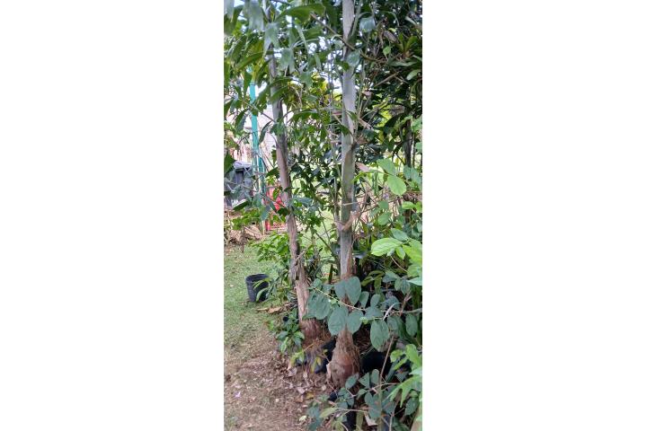 Palmas cola de zorra , Puerto Rico