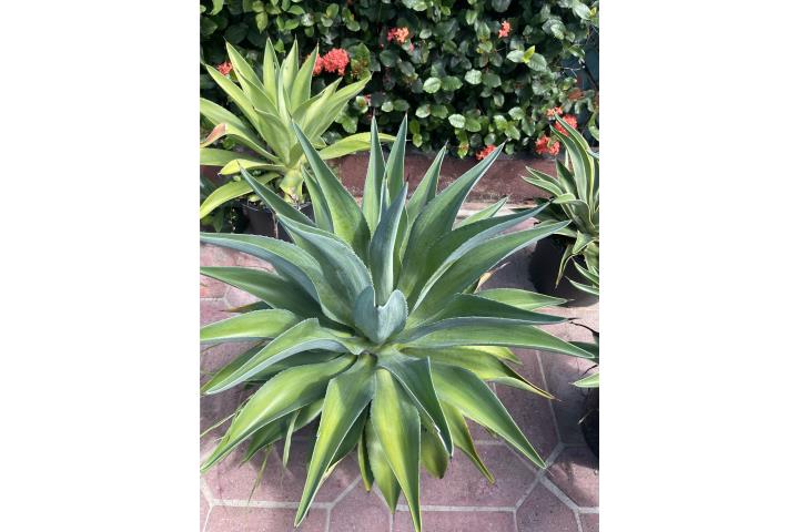 Agaves para landscaping , Puerto Rico