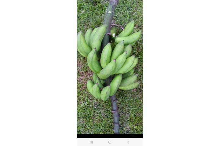Guineos Manzanos, Puerto Rico