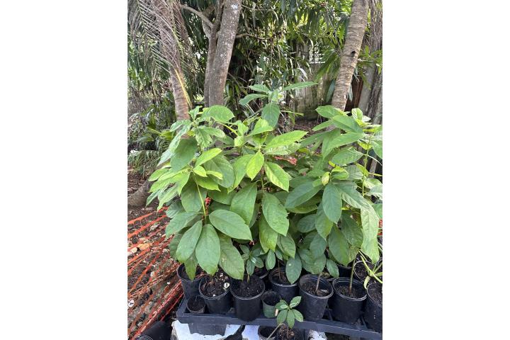 Se vende árbol de aguacate , Puerto Rico