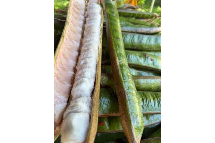 Guama machete grandes, Puerto Rico