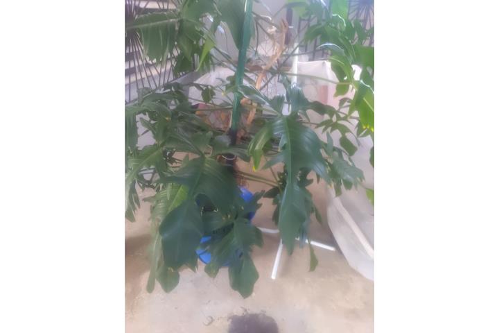 Planta Monstera  Grande., Puerto Rico
