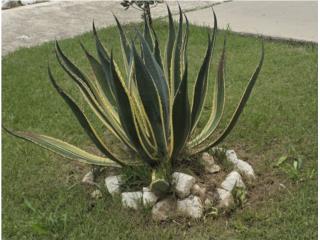 Agave Americana Variegata, Puerto Rico