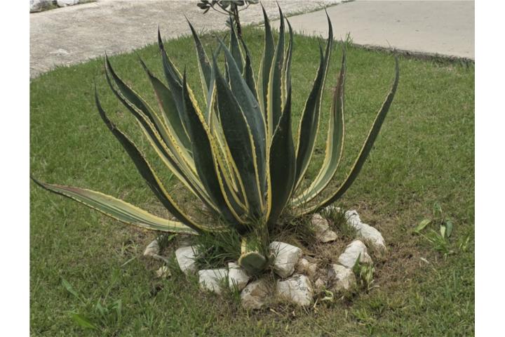 Agave Americana Variegata, Puerto Rico