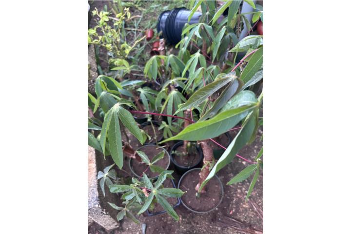 PLANTAS DE YUCA AMARILLA, Puerto Rico