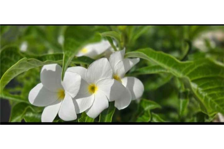 Planta real PLUMERIA con flor blanca, Puerto Rico
