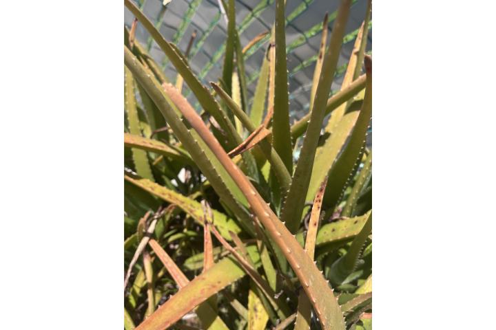 Sabila, Puerto Rico
