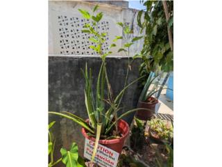 Plants, Puerto Rico