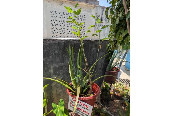 Plants, Puerto Rico