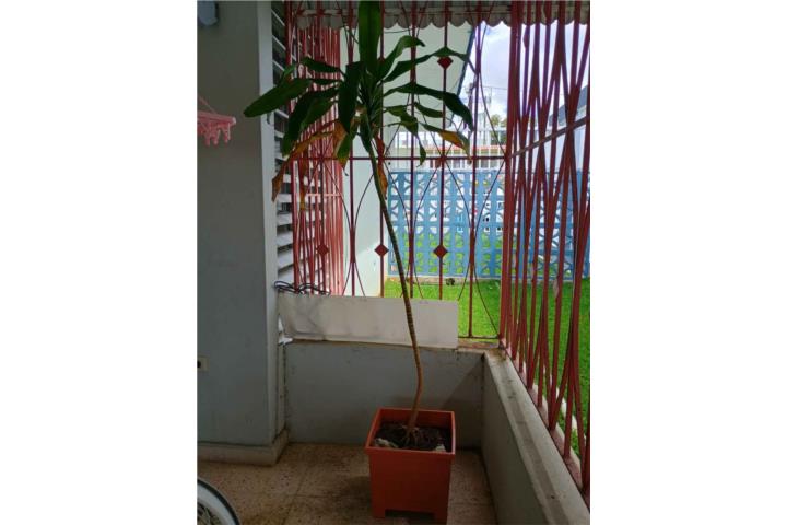 planta con tiesto: tronco brasil (dracaena) , Puerto Rico