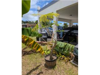 Bonsai Flamboyant, HUGE!! Beautiful!, Puerto Rico
