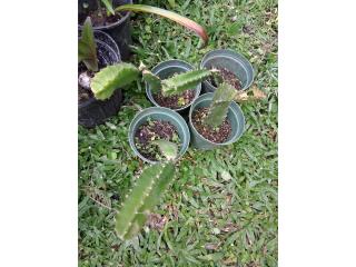 Plantas de Pitahaya, Puerto Rico