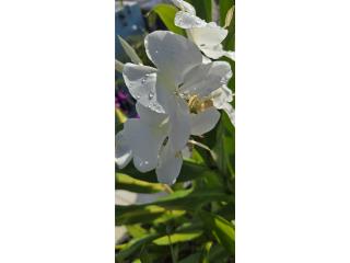 Ginger butterfly plant, Puerto Rico