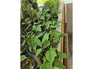 Plantulas de papaya, Puerto Rico