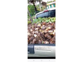 Semillas de platano maricongo