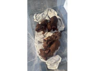 Perritos sanchichas , Puerto Rico
