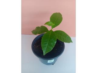 �rbolito de Pajuil/Cashew/Anacardo, Puerto Rico