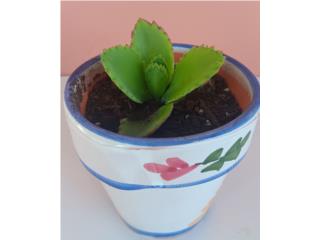 Plantilla de Kalanchoe en tiesto de cer�mica , Puerto Rico