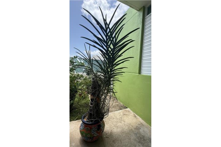 Tres orquídeas en una. , Puerto Rico