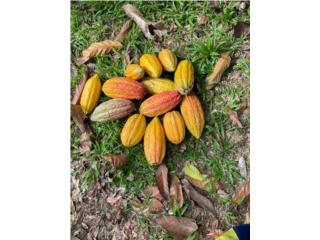 Cacao fino y de aroma , Puerto Rico