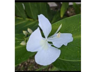 Planta real GINGER BUTTERFLY , Puerto Rico