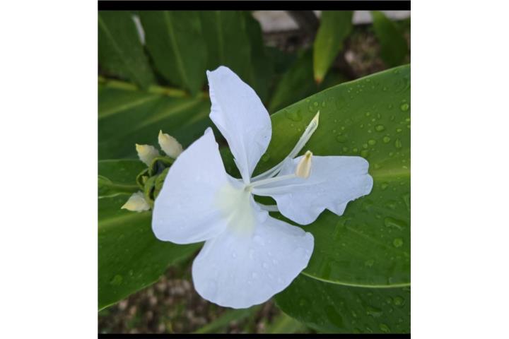 Planta real GINGER BUTTERFLY , Puerto Rico