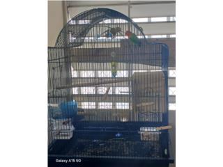 Jaula de Cokatier 0 Lovebird, Puerto Rico