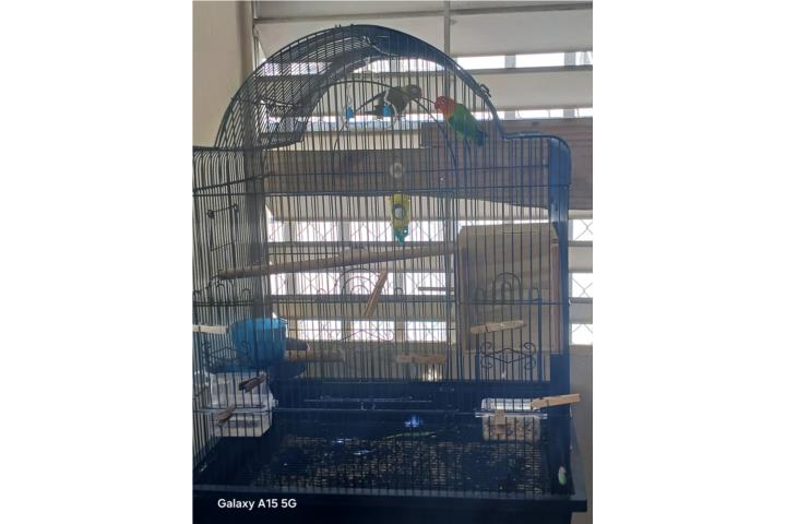 Jaula de Cokatier 0 Lovebird, Puerto Rico